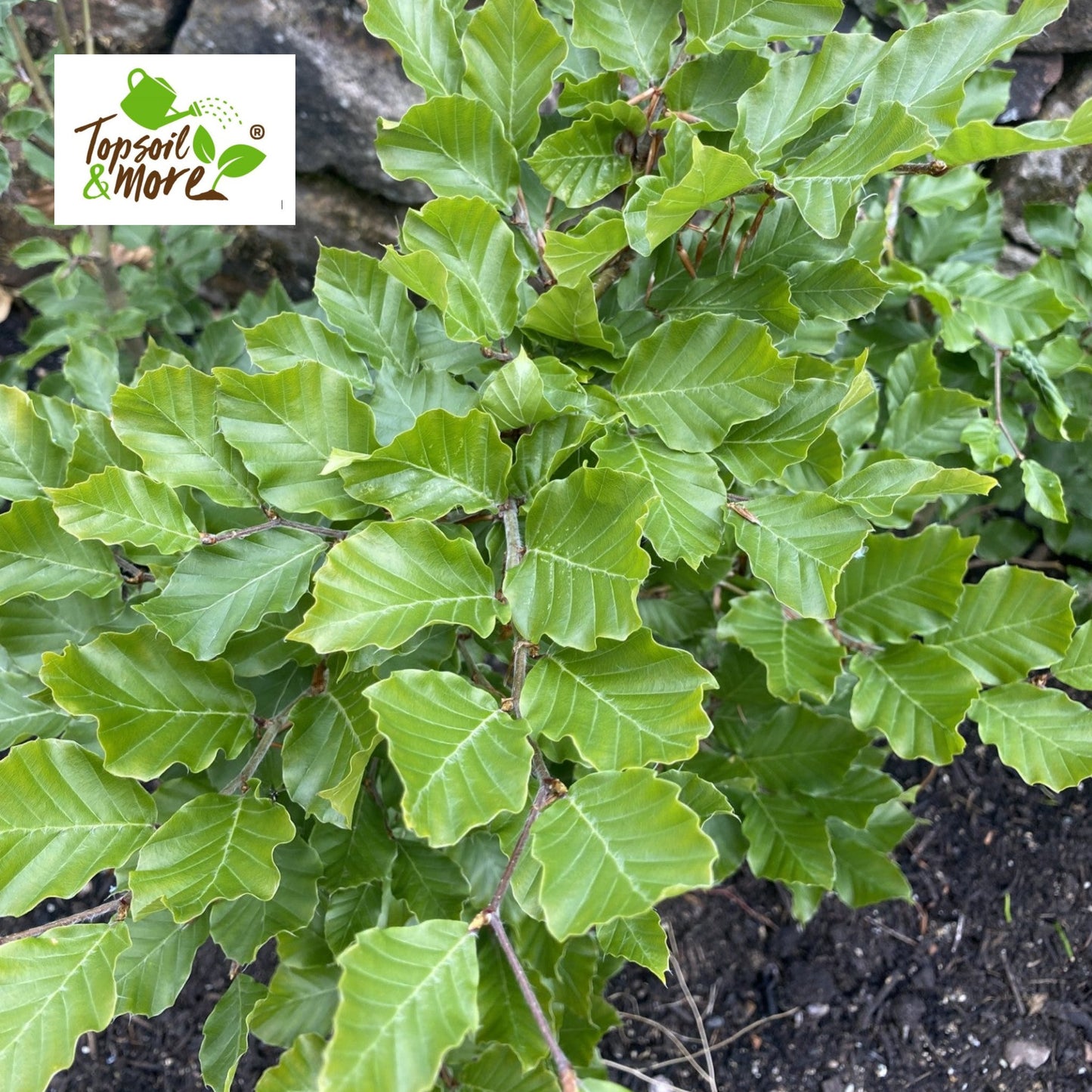 Tree & Shrub Mix Topsoil