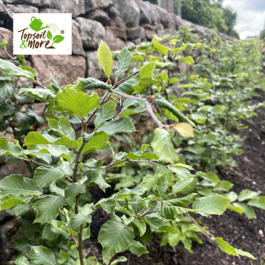 Tree & Shrub Mix Topsoil