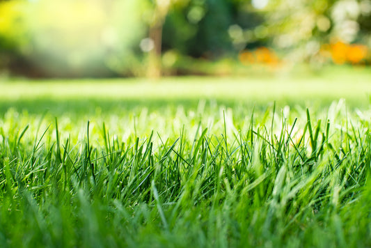 Top Tips for Choosing the Right Turfing Topsoil for Your New Lawn