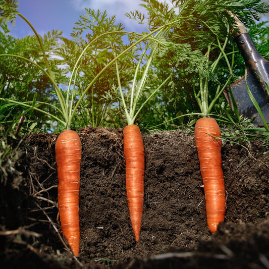 Veggie Mix Topsoil