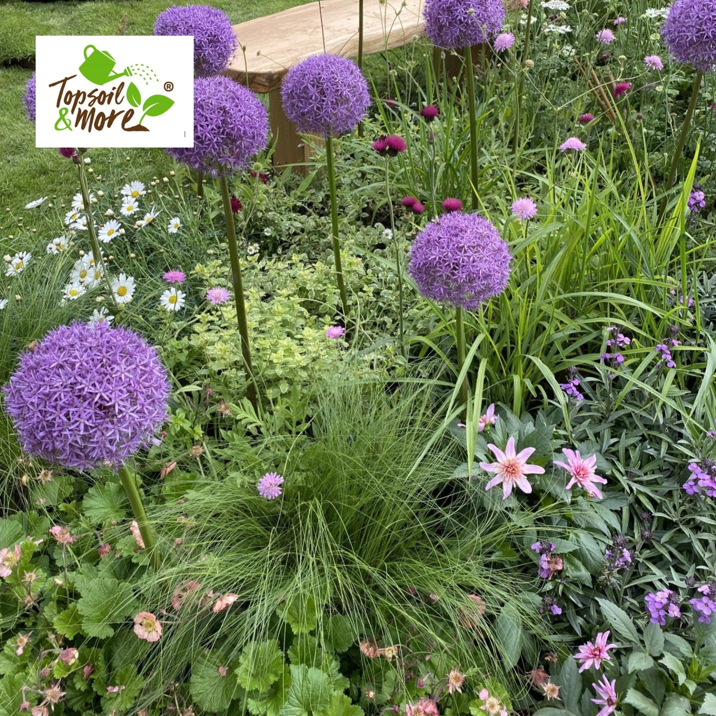 Purple allium flowers in a garden with a brand logo in the corner.