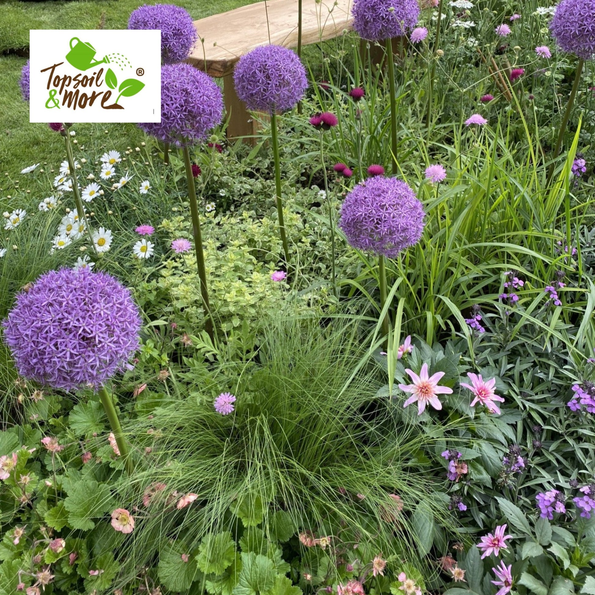 Purple allium flowers in a garden with a brand logo in the corner.