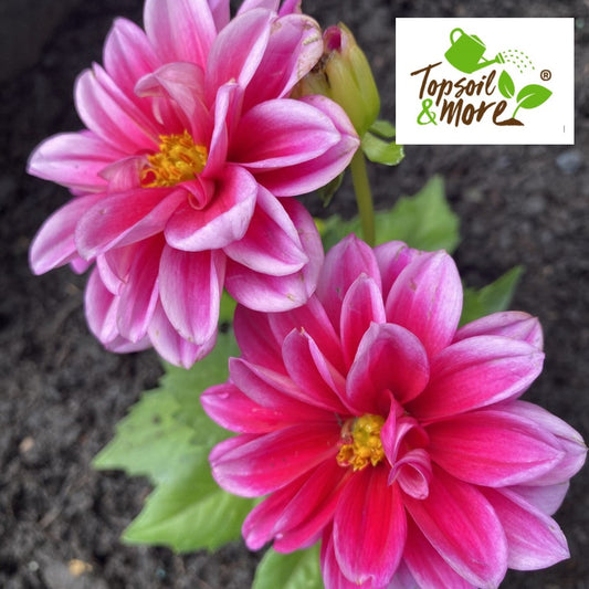 Multi-Purpose Peat Free Compost