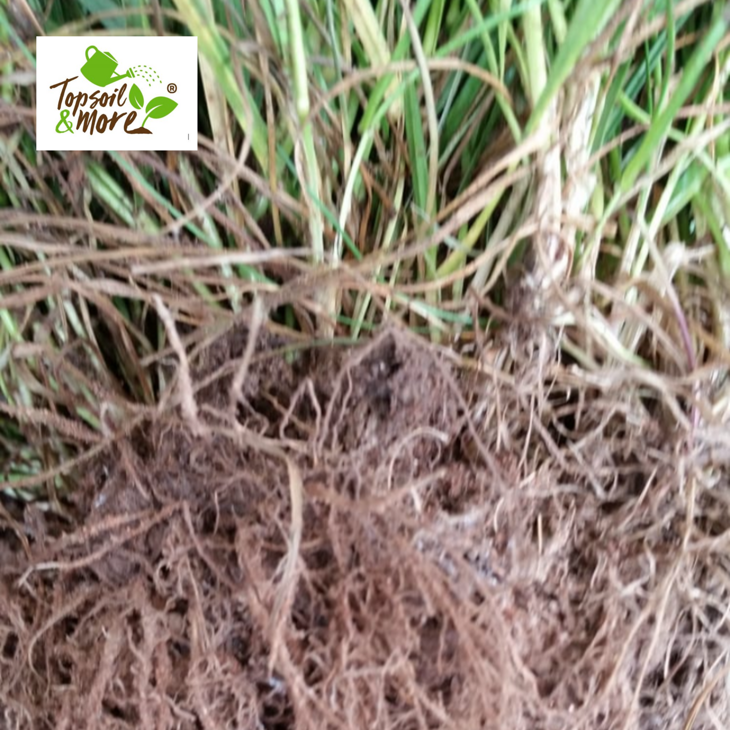 Grass Seeding Rootzone Topsoil 50/50 Mix - for wetter gardens