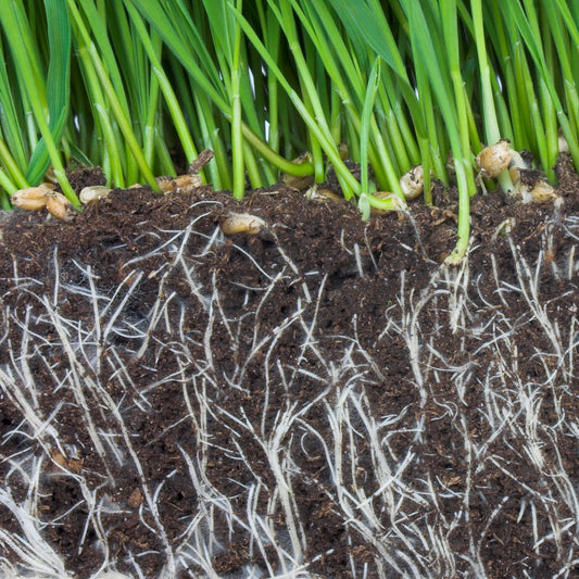 Grass Seeding Rootzone Topsoil 50/50 Mix - for wetter gardens