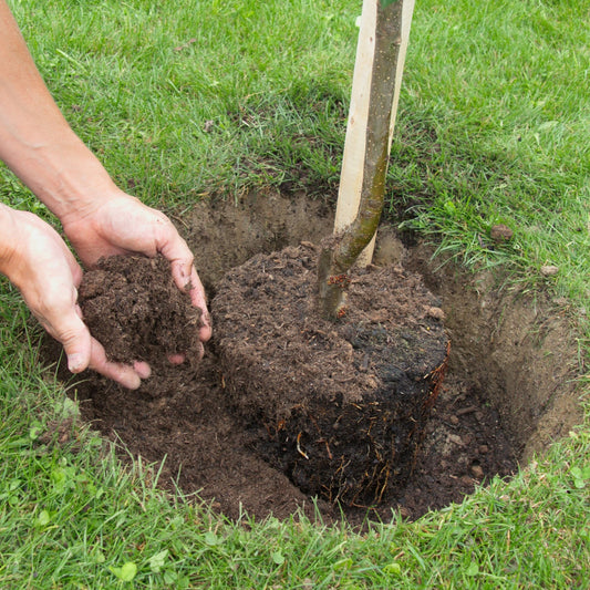 Tree & Shrub Mix Topsoil